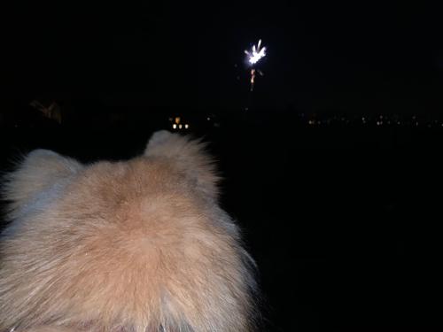 Eli schaut Feuerwerk